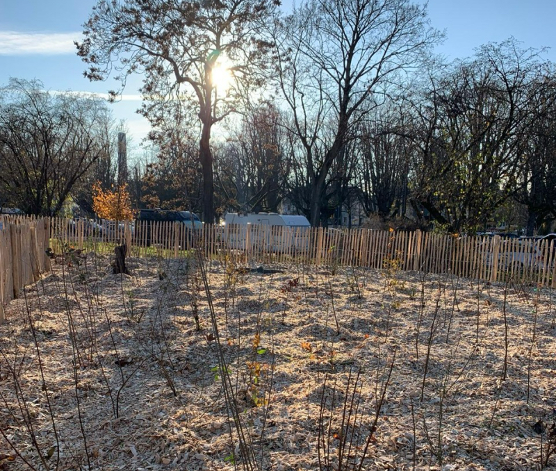 Baumsetzlinge im Spätherbst
